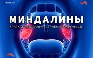 Миндалины: что это, краткое описание анатомии, строения и функции миндалин